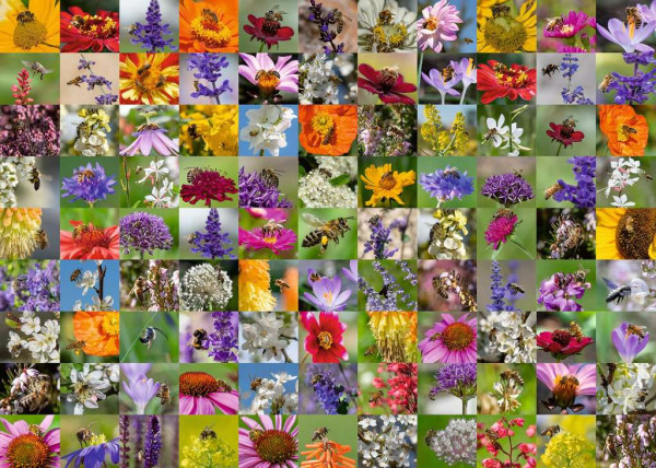 Ravensburger | 99 Bienen | 17386