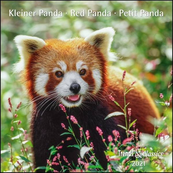 DUMONT Kalenderverlag | Kleiner Panda Red Panda 2021 - Broschürenkalender - Wandkalender - mit herausnehmbarem Poster - Format 30 x 30 cm