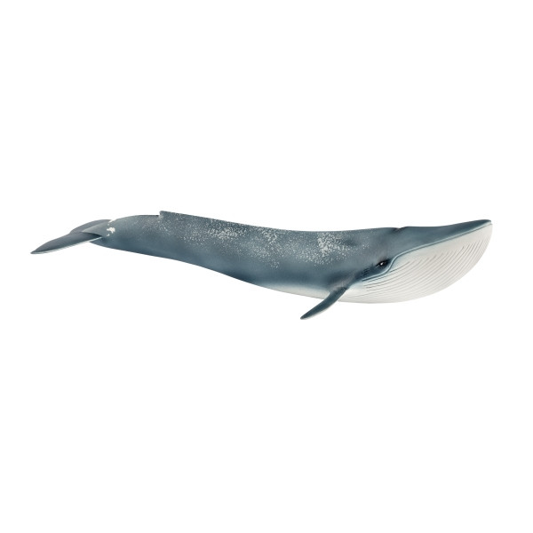 Blauwal | 14806